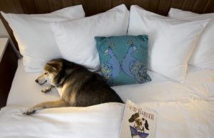 A dog sleeping at Alfond Inn