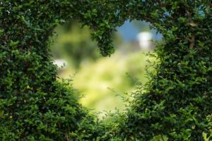 Green heart topiary at Hotel at Oberline