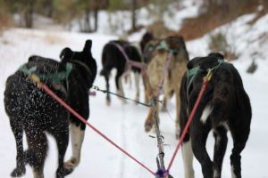 Iditarod Trail Sled Dog Race, 