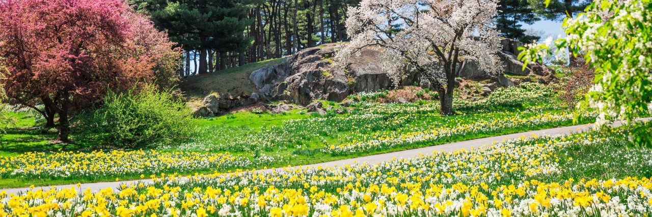 NYBG daffodils