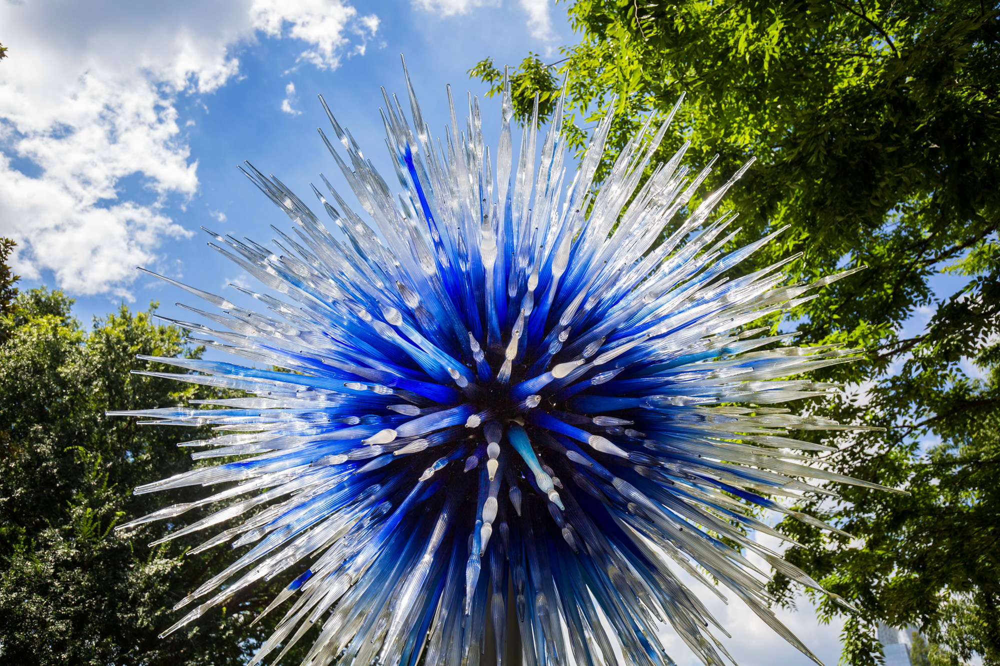 NYBG CHIHULY 01 Sapphire Star 2016 1