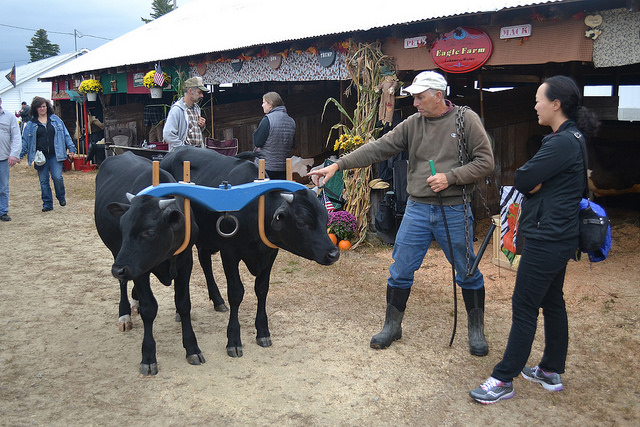 Maine county fairs