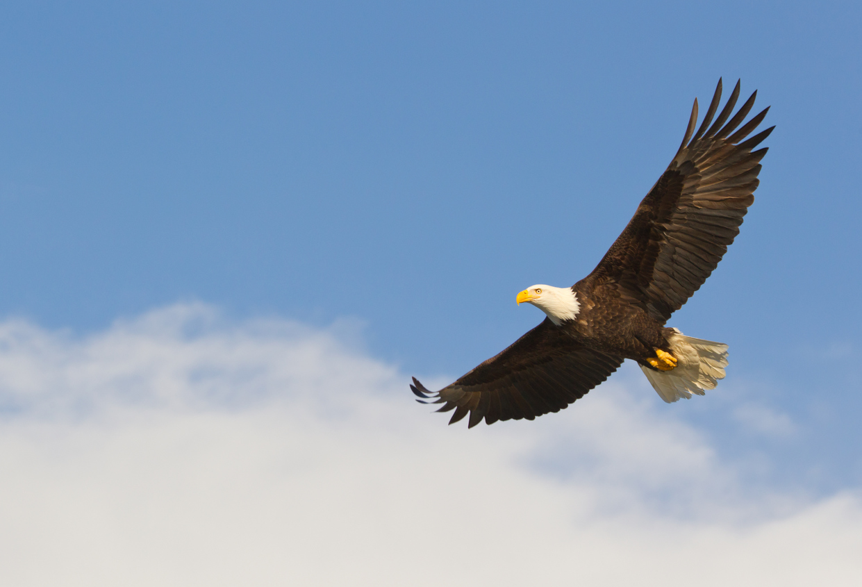 Bald eagle gliding against blue sky and white wispy clouds 168511255 1242x846