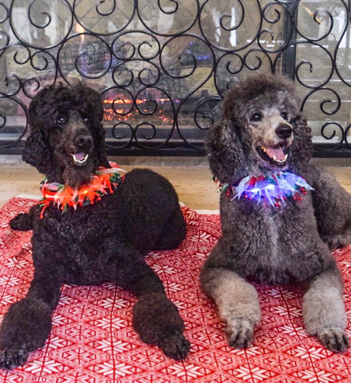 Poodles by the Fire Holiday 2017