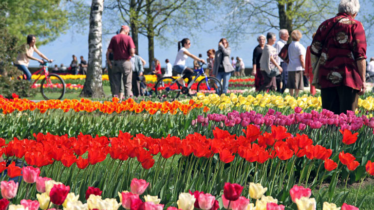 tulips in Switzerland