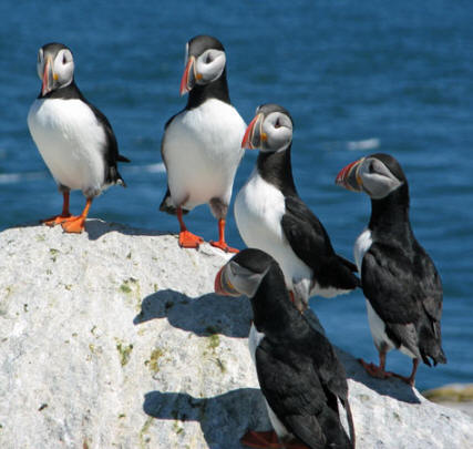 PuffinsGrouped
