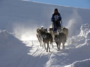 sled dogs alps