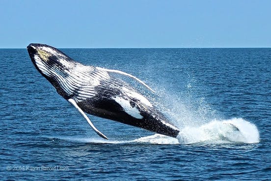 Guest Photo Kaarin Leach Humpback Breach