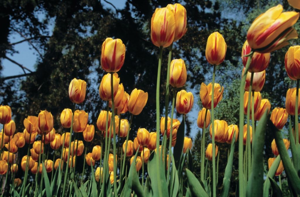 Tulips in Swiss park.