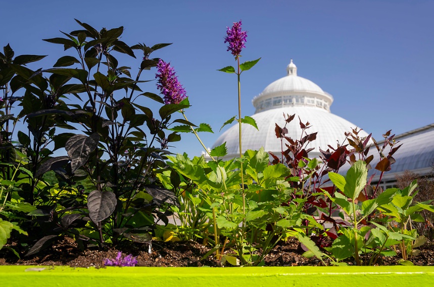 ATT Conservatory Edible Plants 01 Ben Hider BEN06415