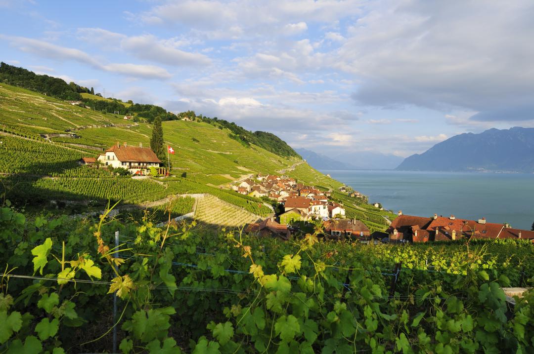 vineyards and lake in Switzerland