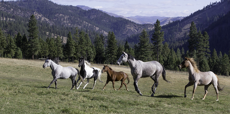 horses running through a field in Montana