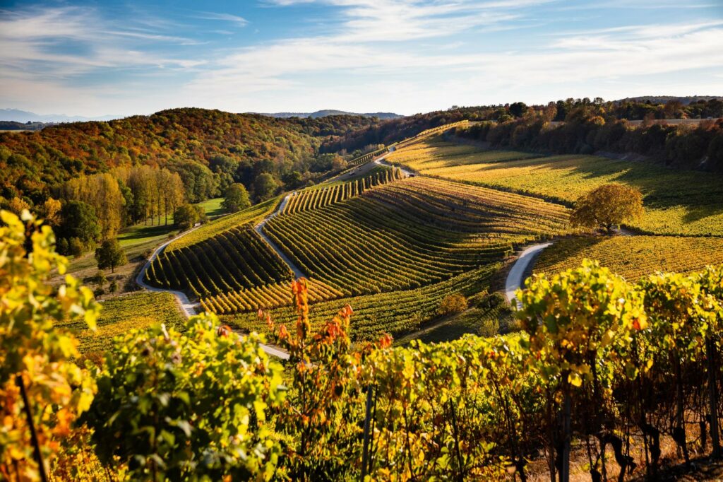 Swiss vineyards