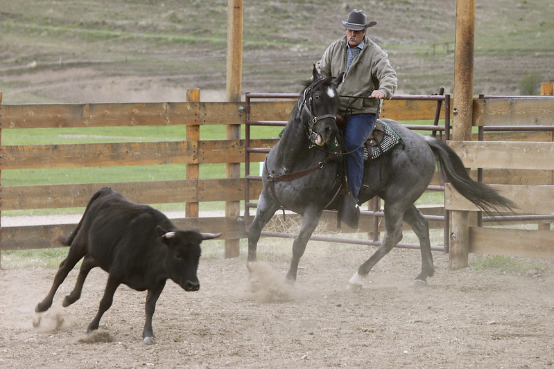 man on horseback chasing calf