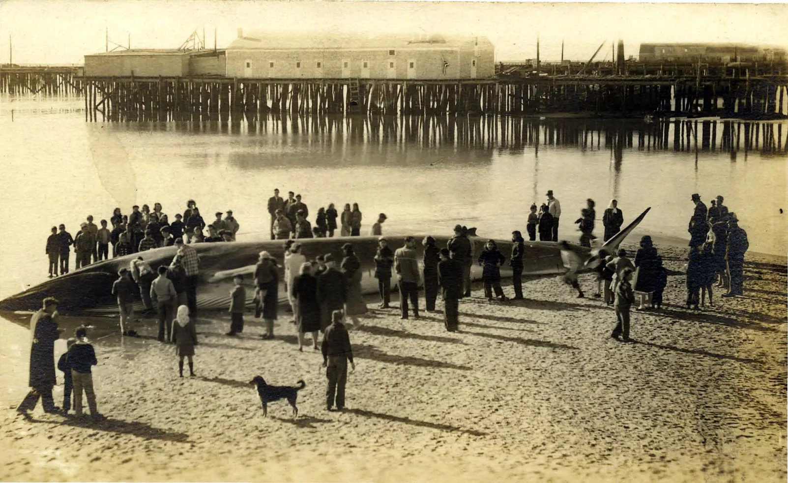 pil 000 133 beached whale photograph 1950 s.jpg